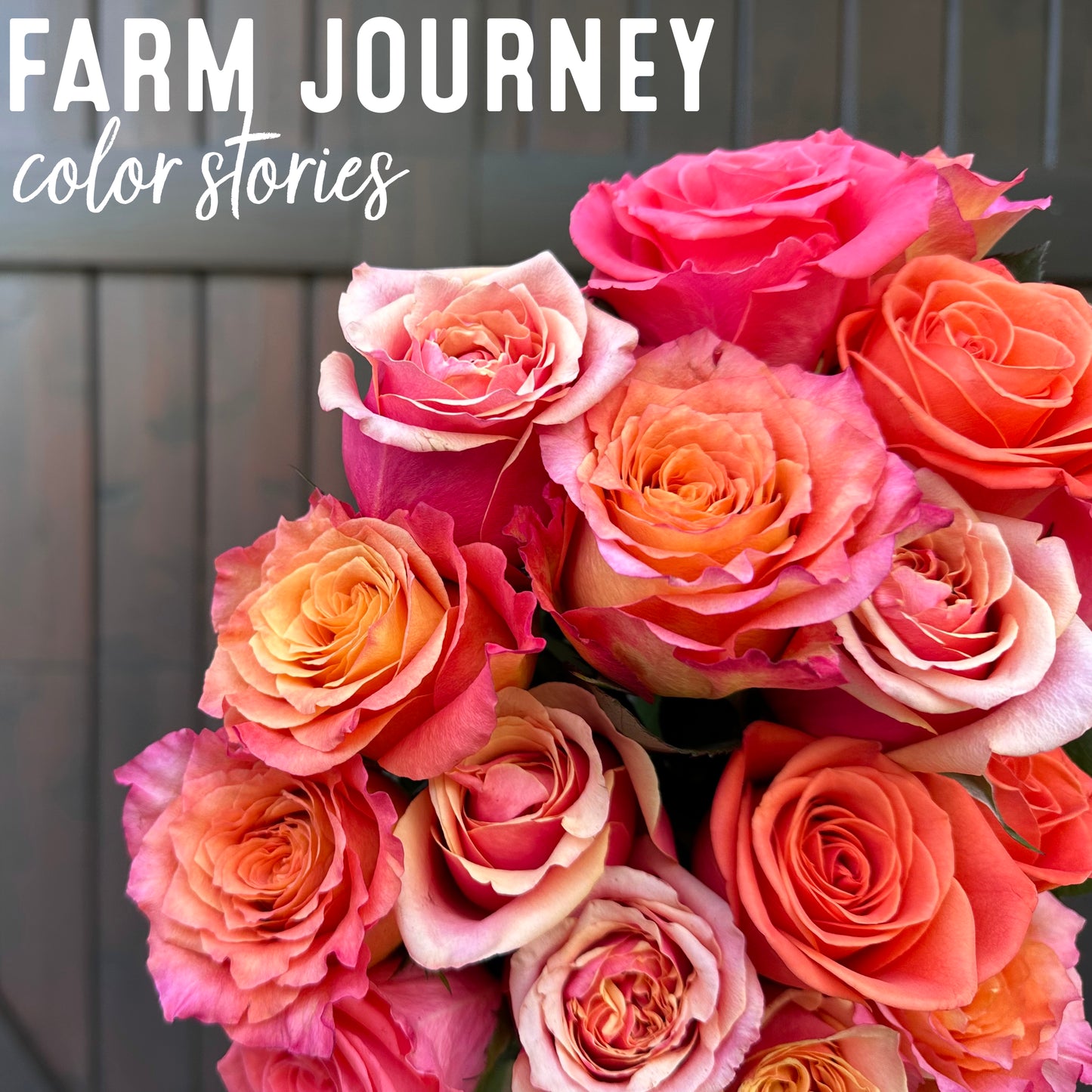 Box of 20 Roses Delivered